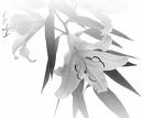 Condoleances